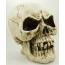 Large Skull Natural Poly Resin