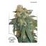 Auto Orange Bud 7pk