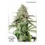 Auto Colorado Cookies 7Pk