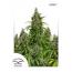 Auto Mazar 7Pk