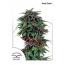 Durban Poison 10Pk