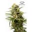Auto White Widow 7Pk