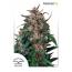 Hollands Hope 3pk