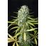 Original Amnesia - 5PK