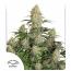 Auto Critical Orange Punch 7pk