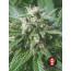 Biddy Early- 6pk