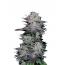 Auto Blackberry Kush 3pk