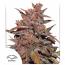 Auto CBD Blackberry Kush 3pk