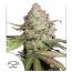 CBD Charlotte's Angel -3PK