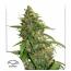Auto CBD Compassion Lime 3pk