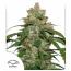 Auto CBD White Widow 3pk
