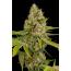 O G Kush 5pk