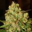 Master Kush - 3pk