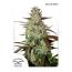 Auto Blue Mazar 7pk