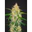 Zkittlez Auto - 5pk