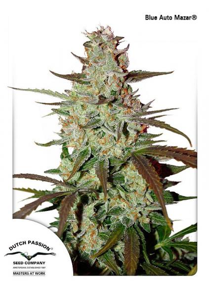 Auto Blue Mazar 7pk