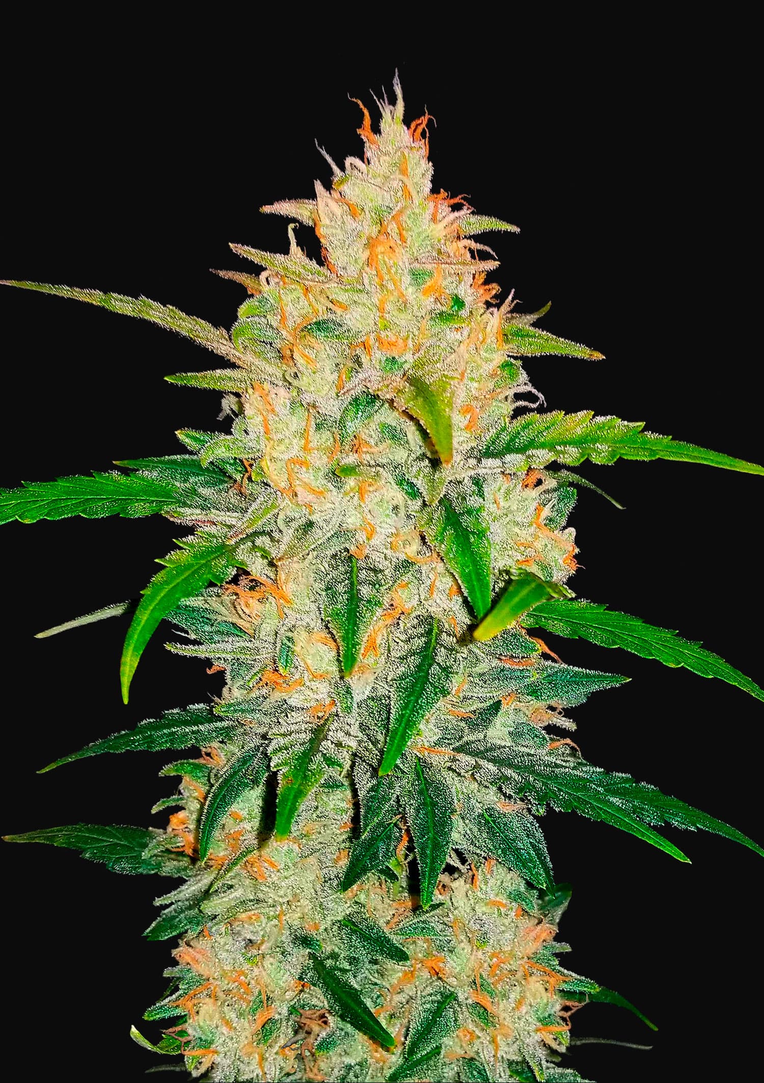 Zkittlez Auto - 5pk